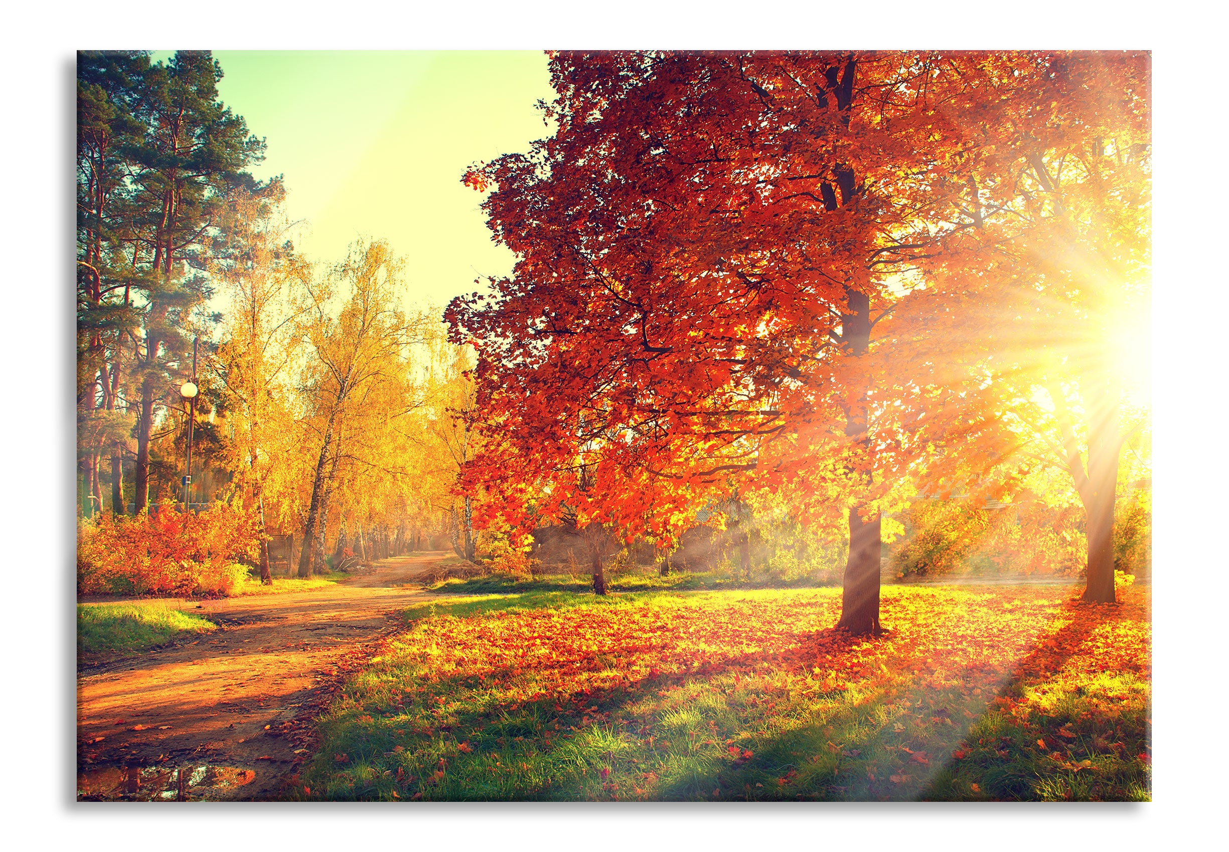 Weg durch bunten Herbstwald, Glasbild