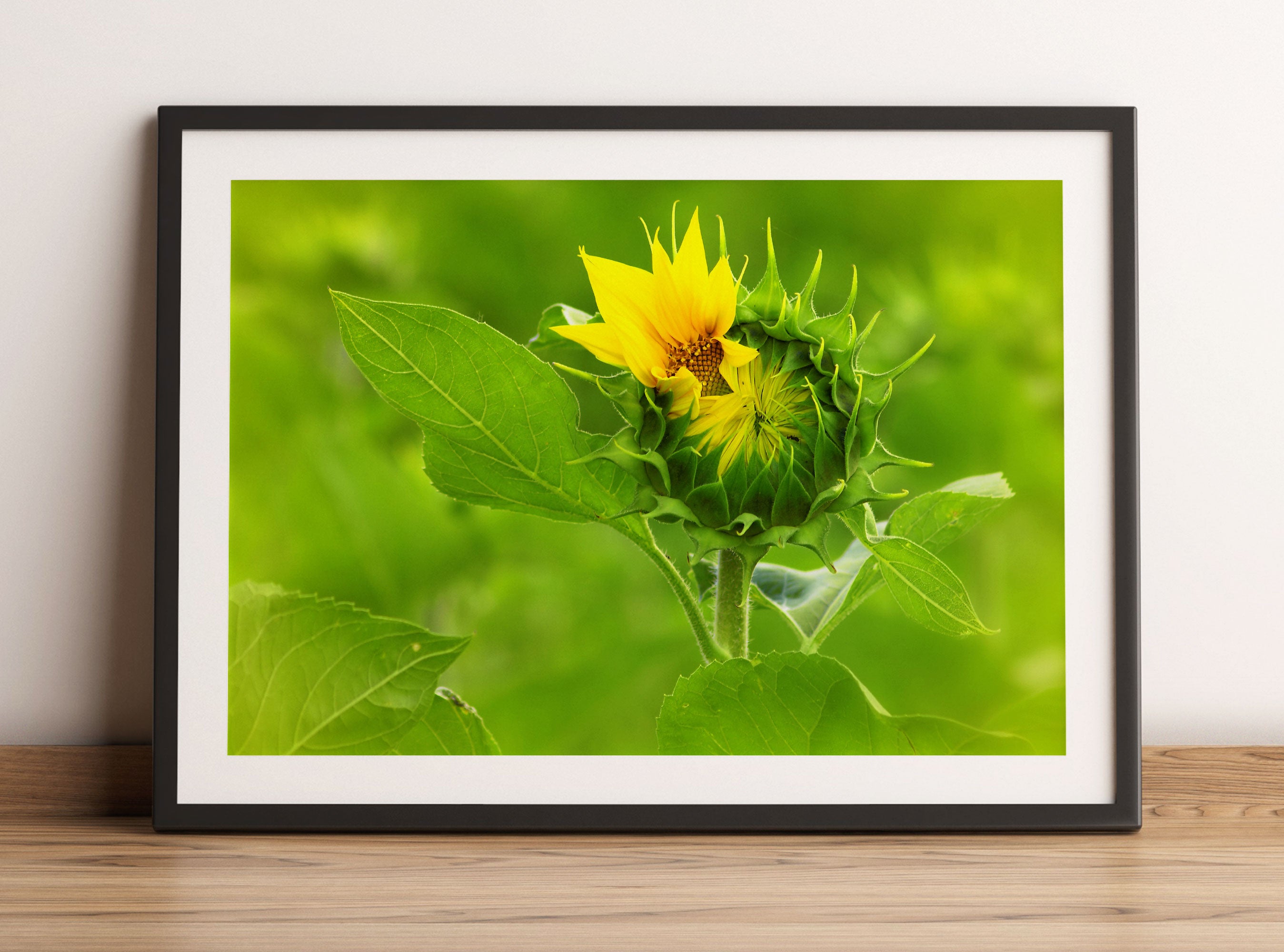 Aufblühende Sonnenblume, Gerahmtes Bild