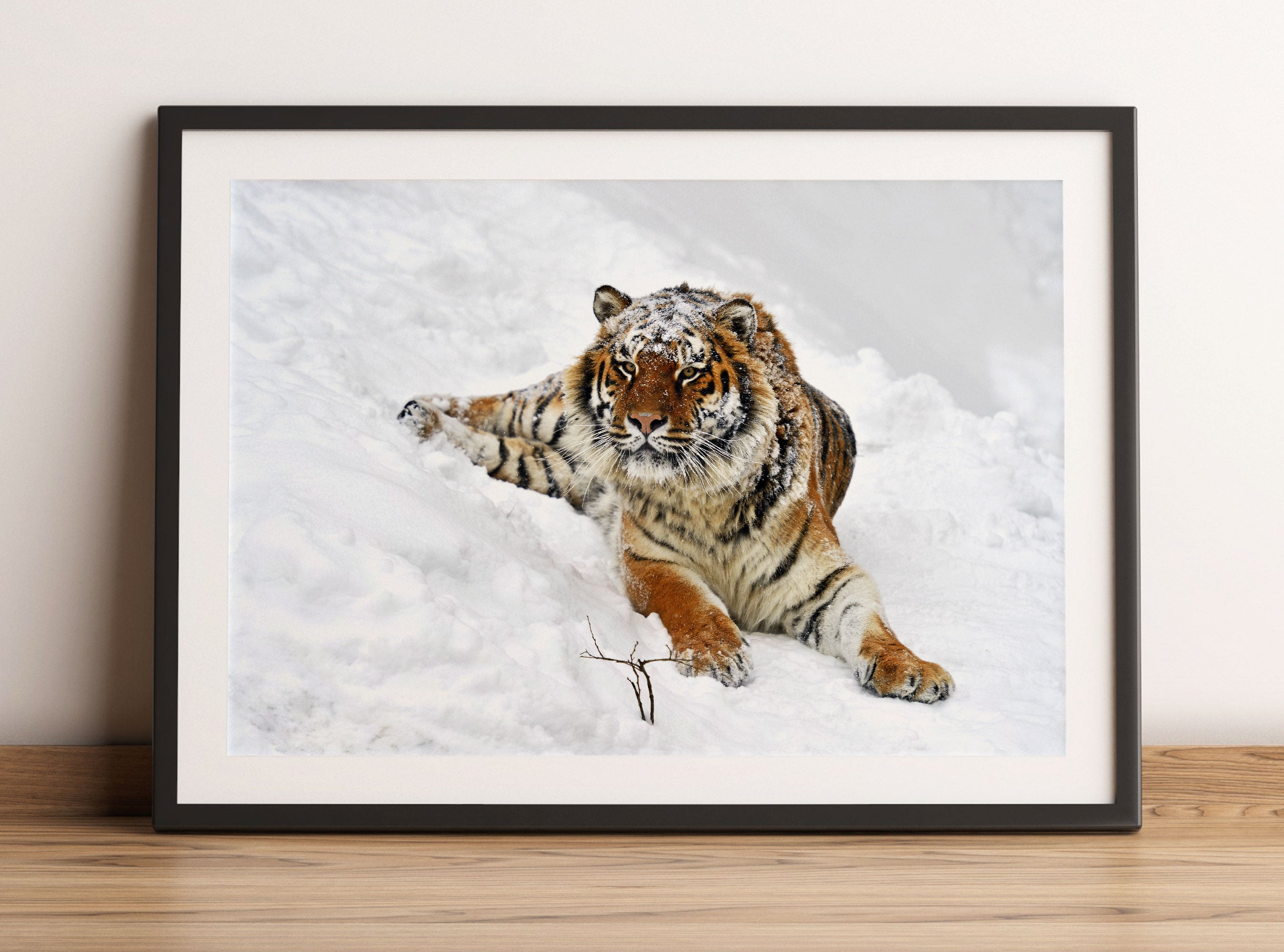 Amur Tiger im Schnee, Gerahmtes Bild