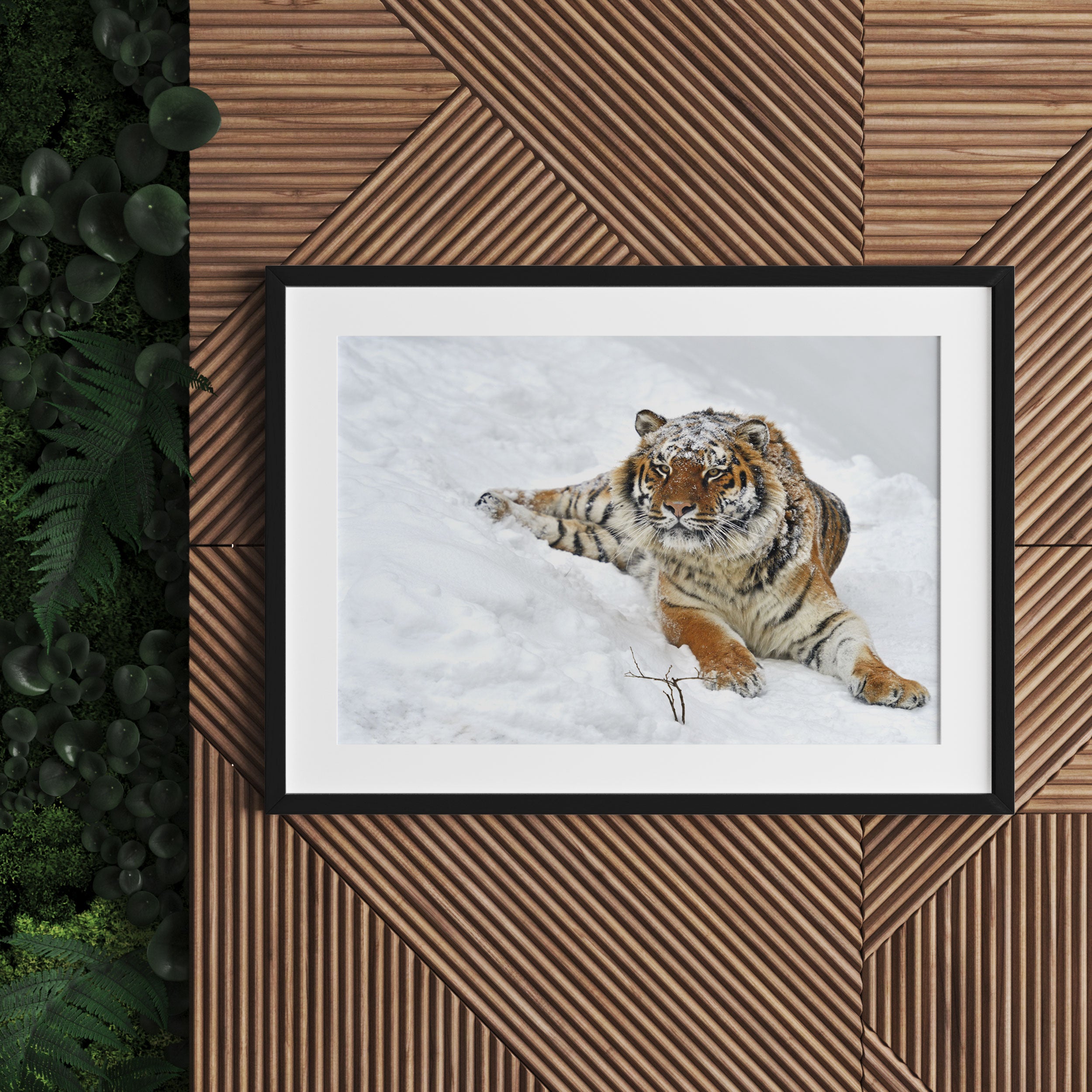 Amur Tiger im Schnee, Gerahmtes Bild