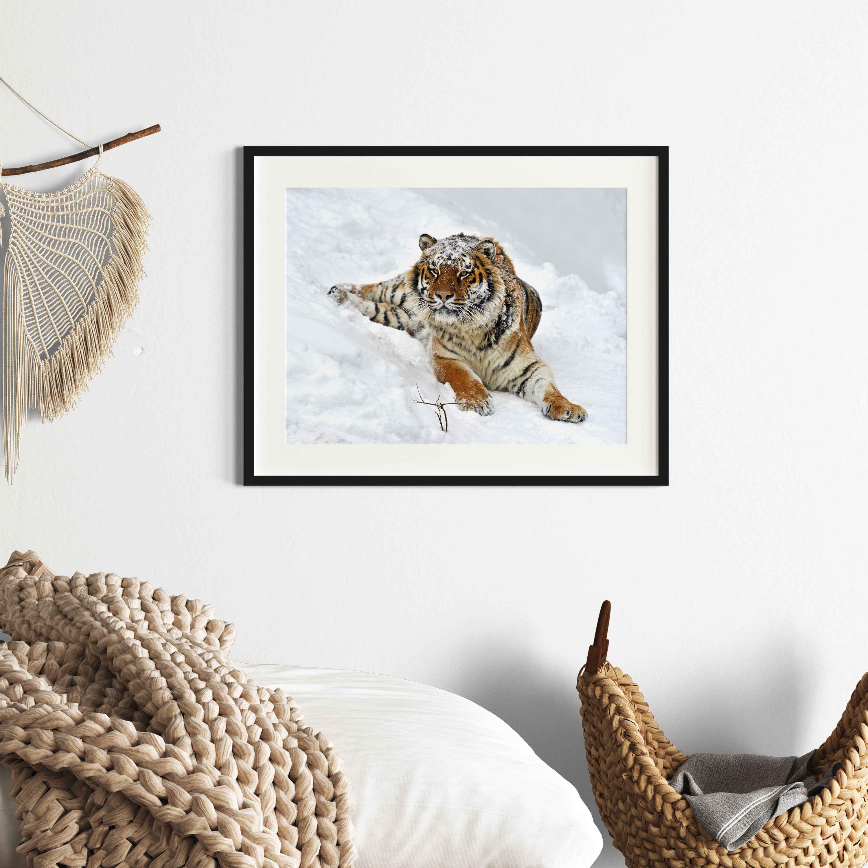 Amur Tiger im Schnee, Gerahmtes Bild