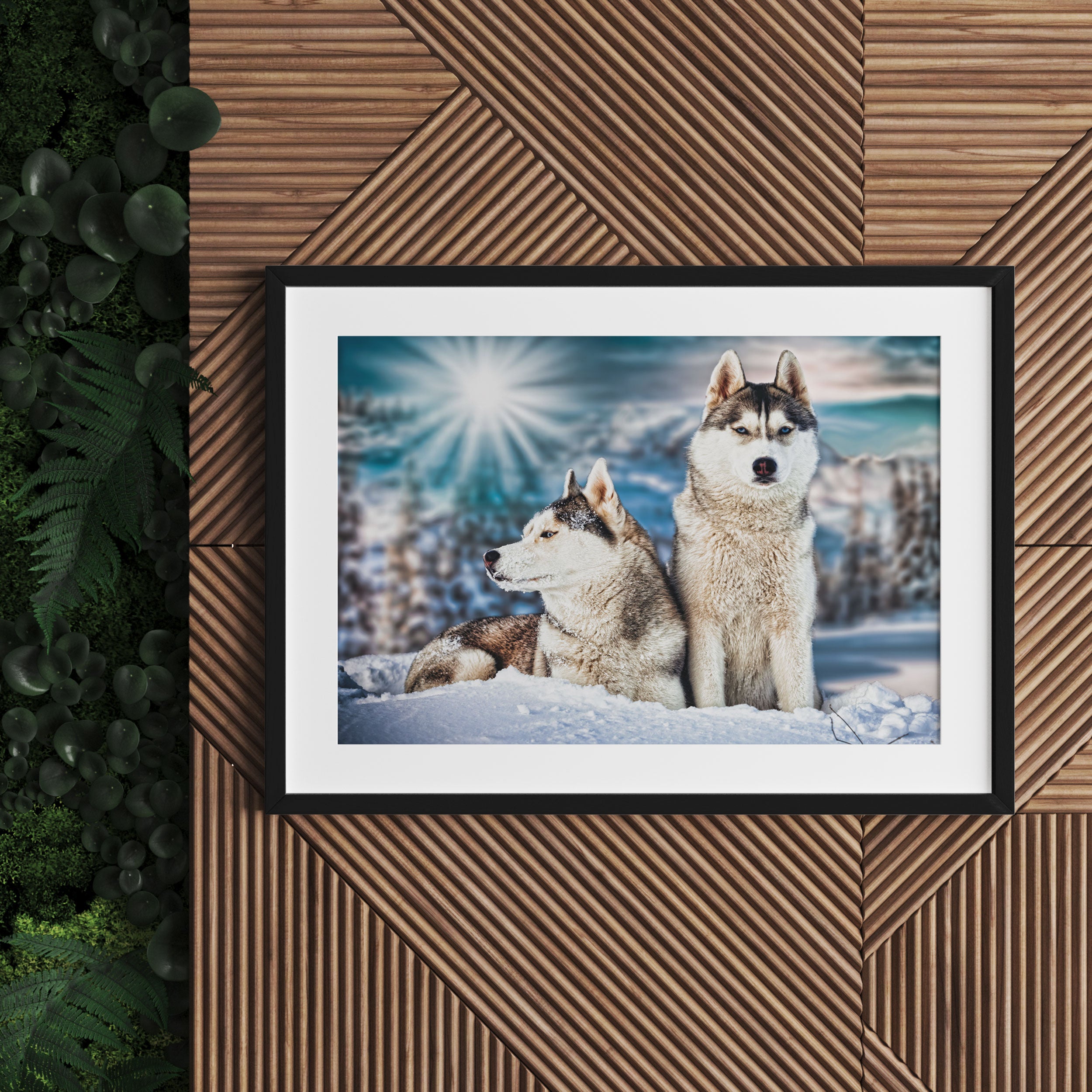 Zwei wilde Huskies, Gerahmtes Bild