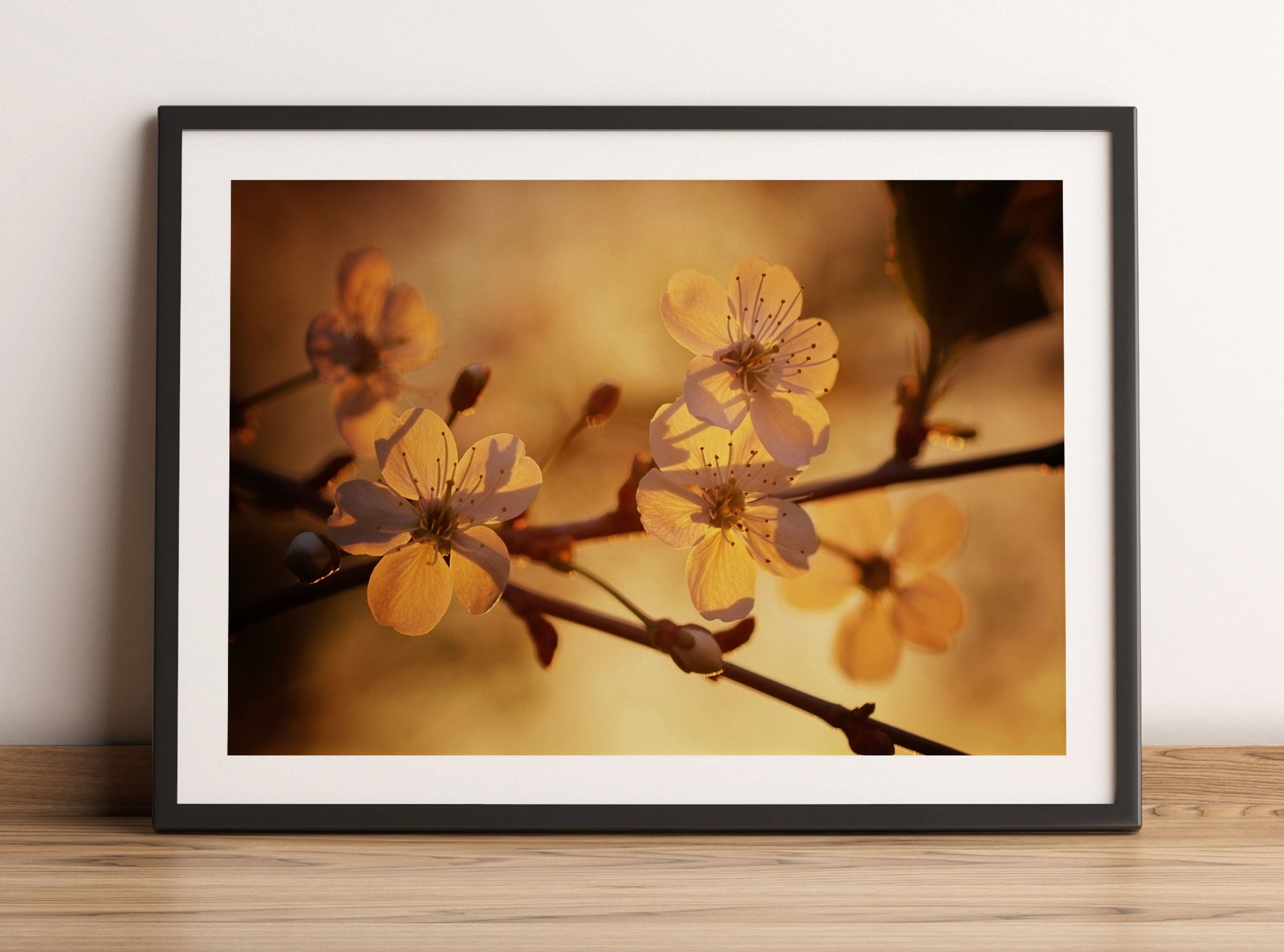 Weiße Blüten im Sonnenlicht, Gerahmtes Bild