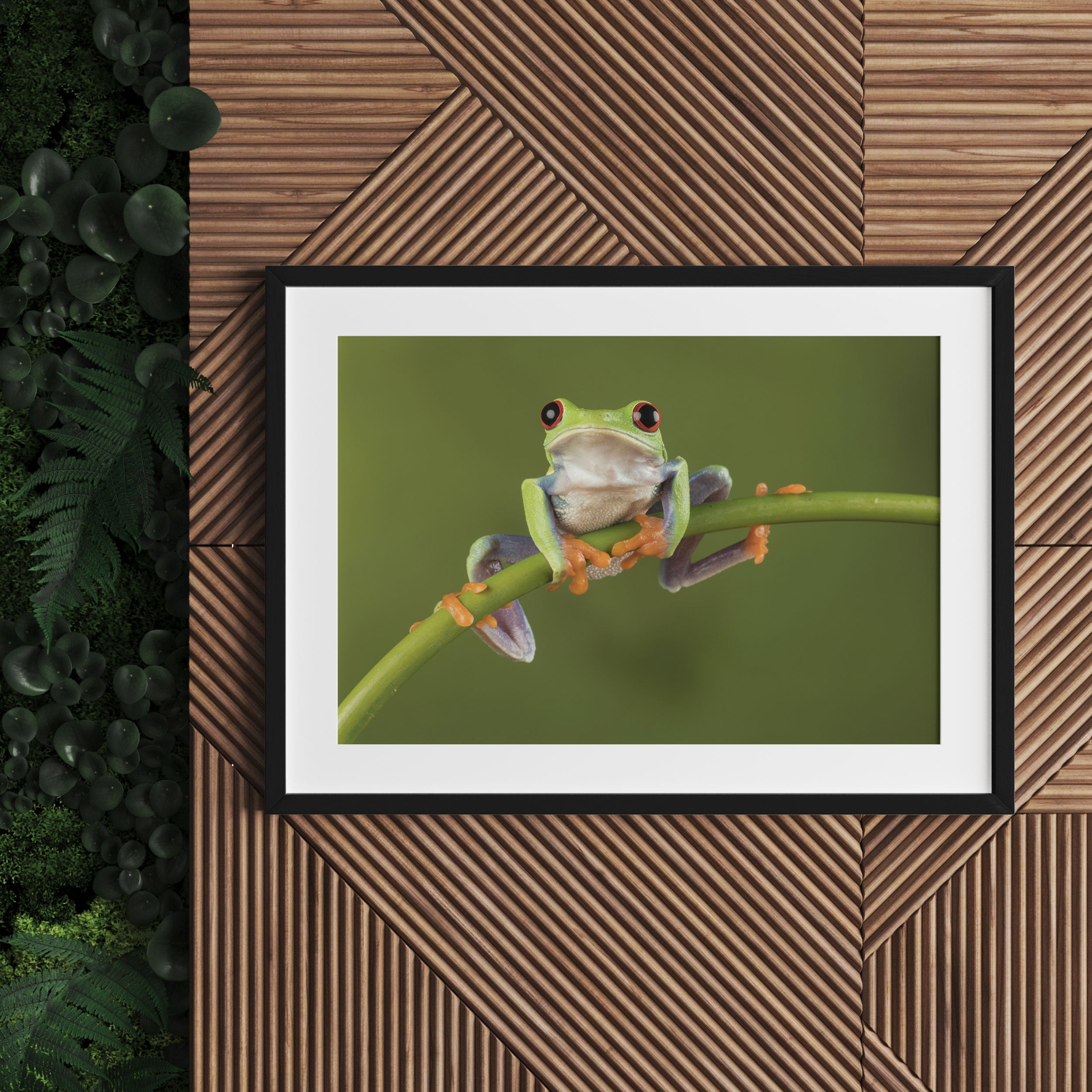 Baum-Frosch auf Bambus, Gerahmtes Bild