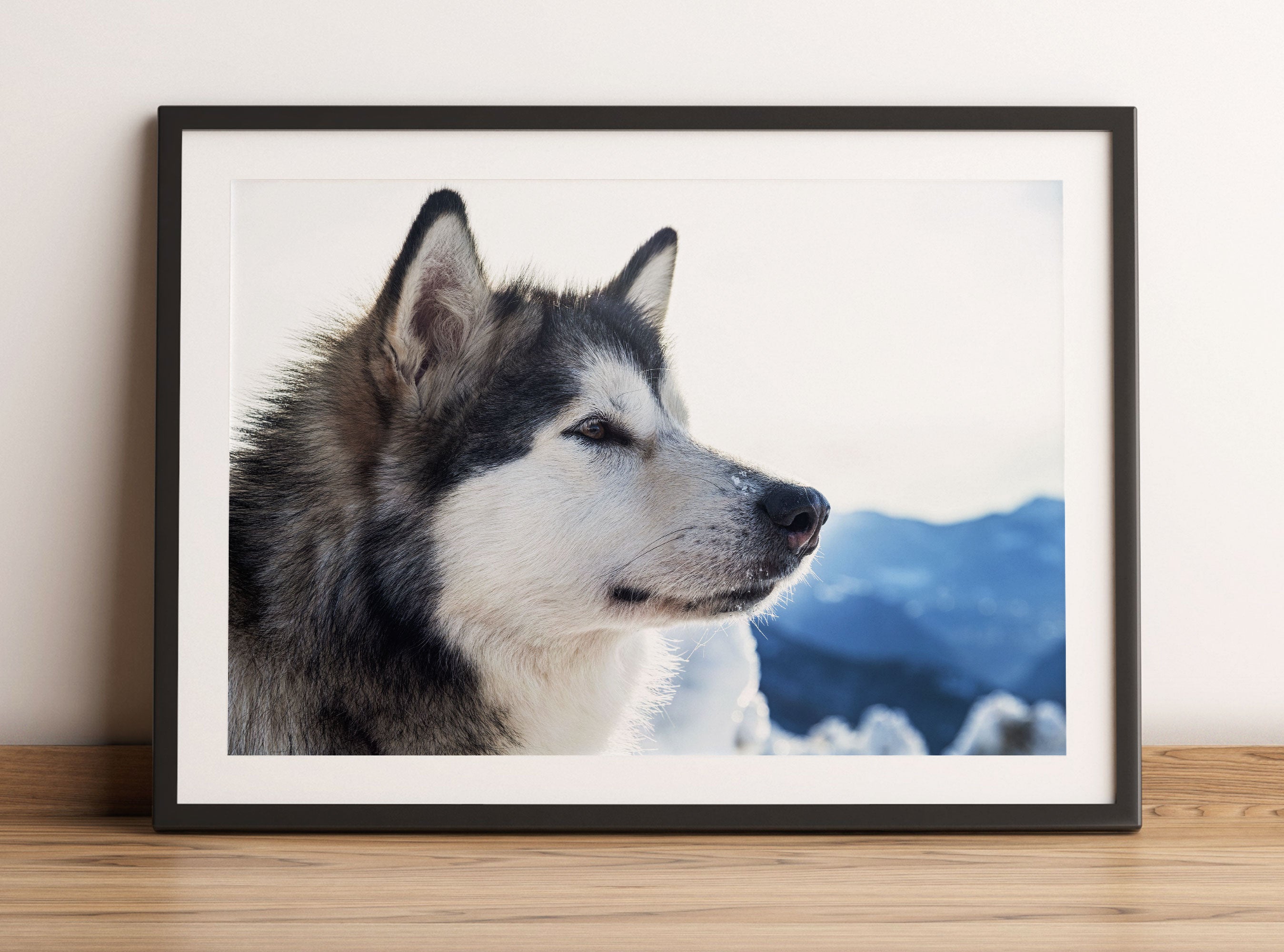 Süßer Husky im Schnee, Gerahmtes Bild