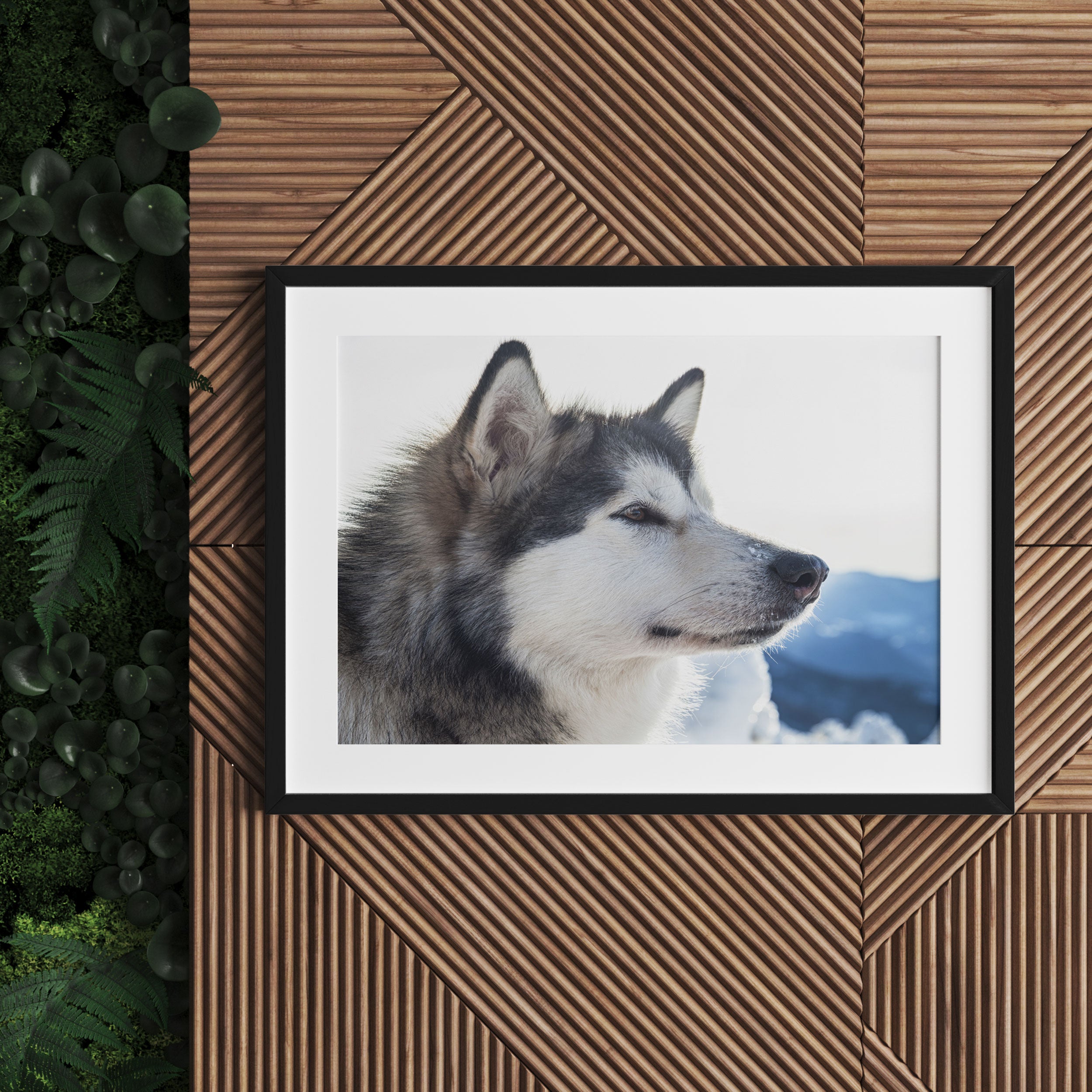 Süßer Husky im Schnee, Gerahmtes Bild