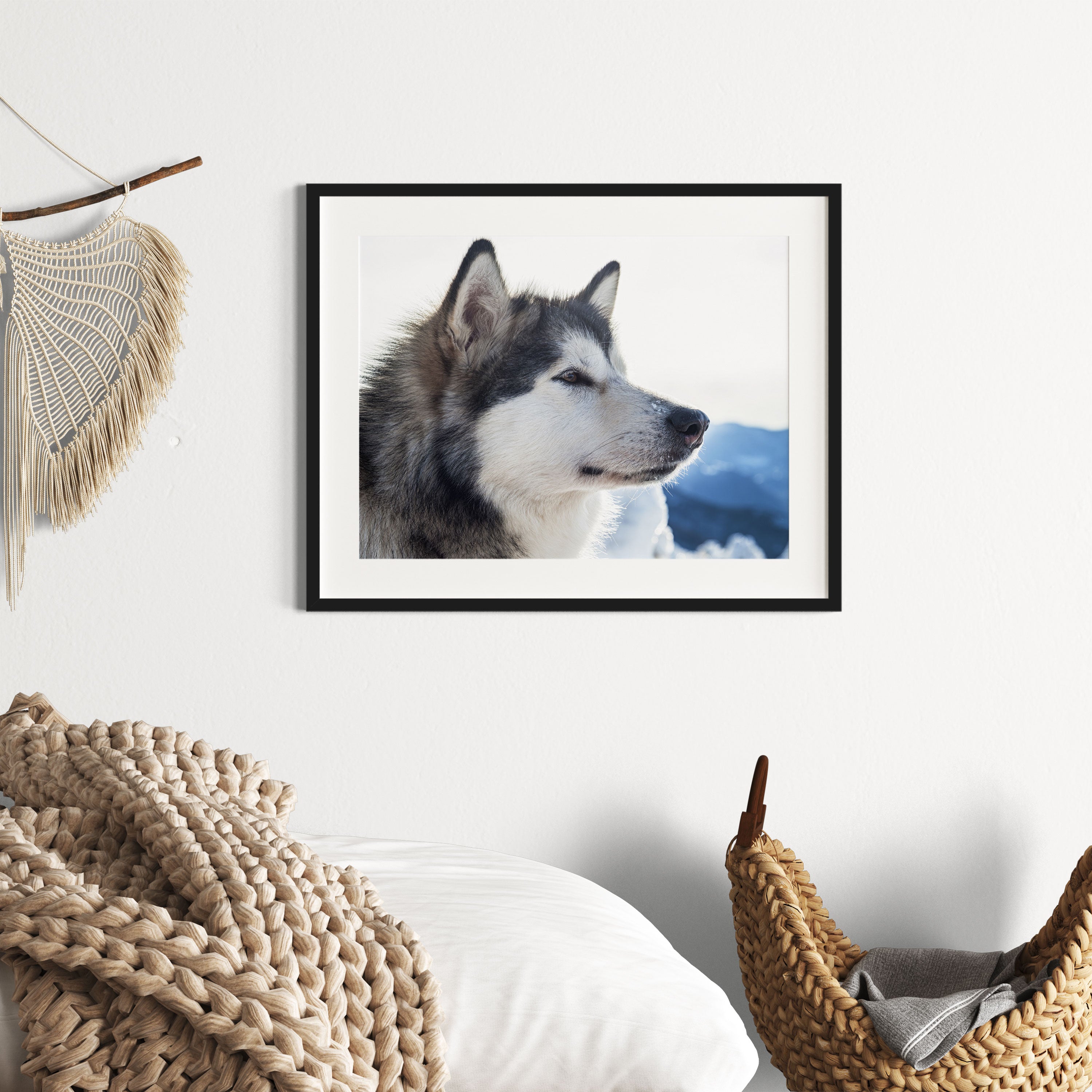Süßer Husky im Schnee, Gerahmtes Bild