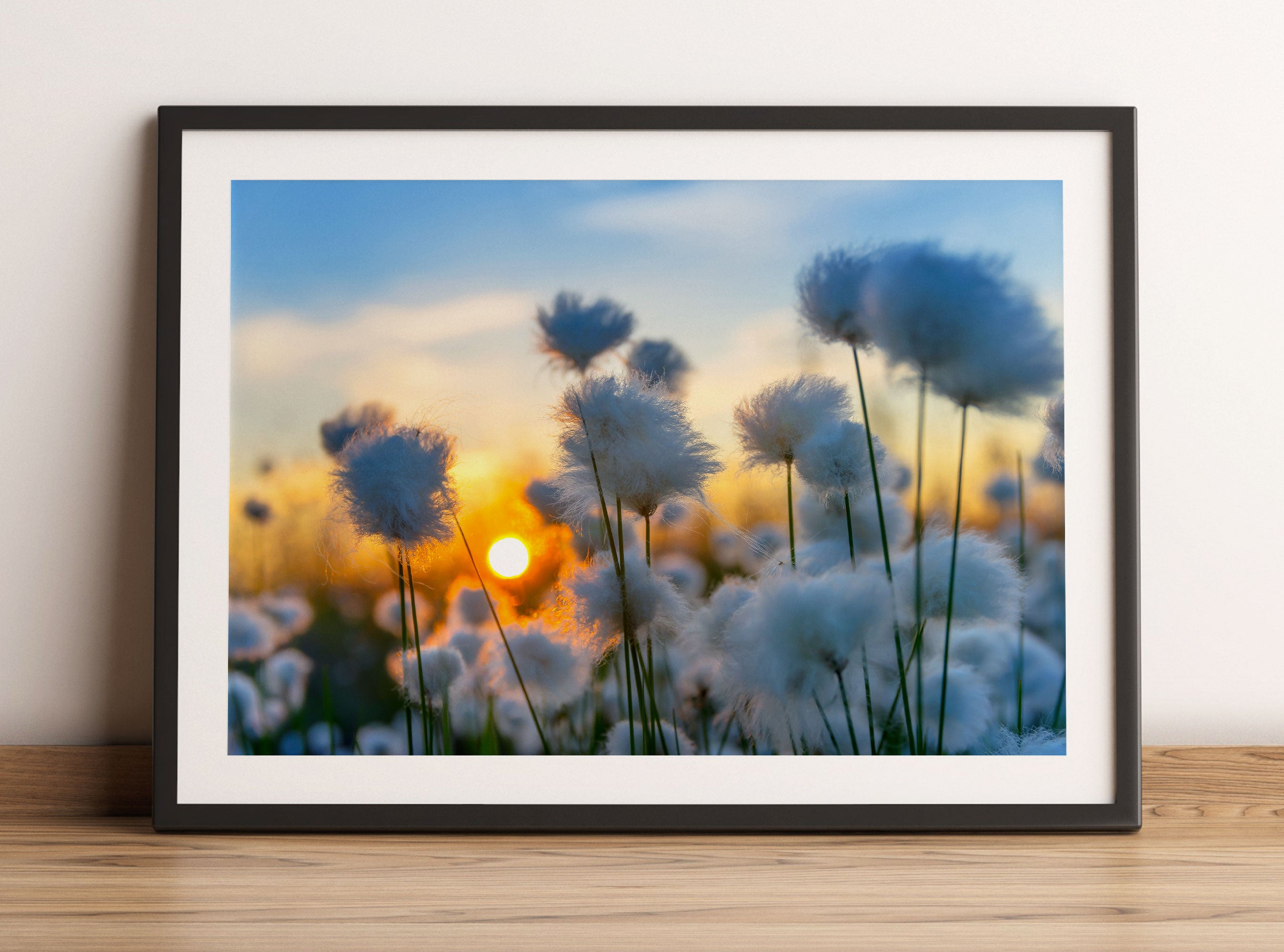 Baumwollblüten im Sonnenuntergang, Gerahmtes Bild