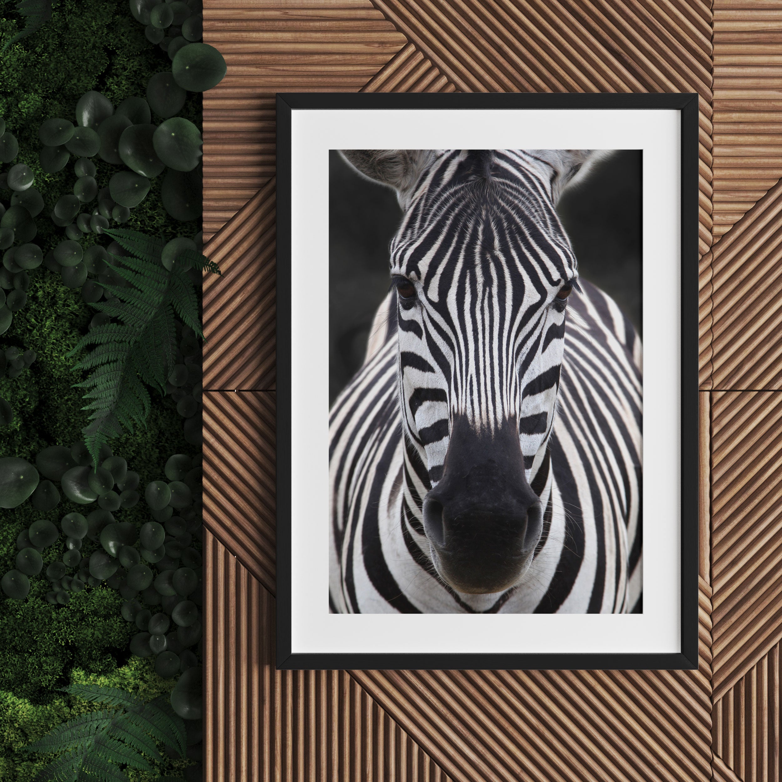 Zebra Porträt, Gerahmtes Bild