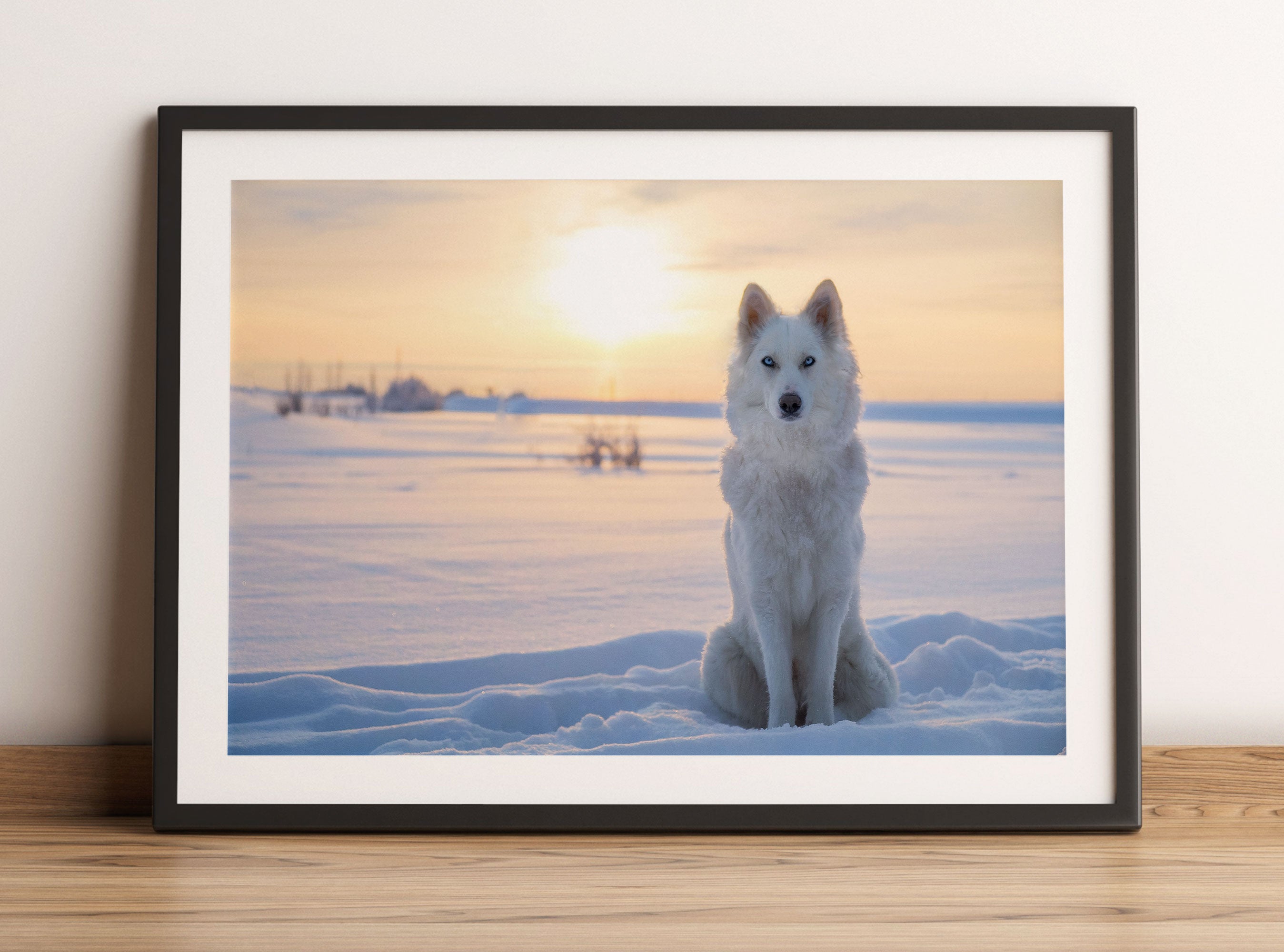 Weißer Wolf im Schnee, Gerahmtes Bild