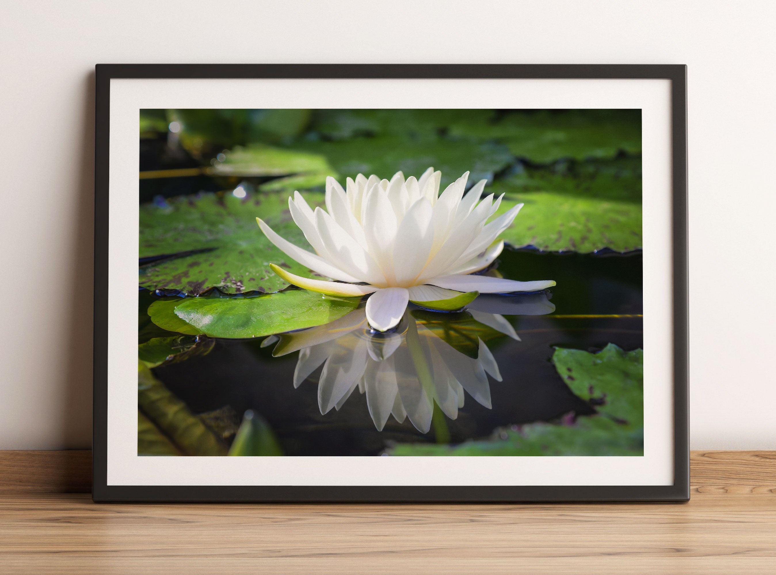 Weiße Lotusblume im Wasser, Gerahmtes Bild