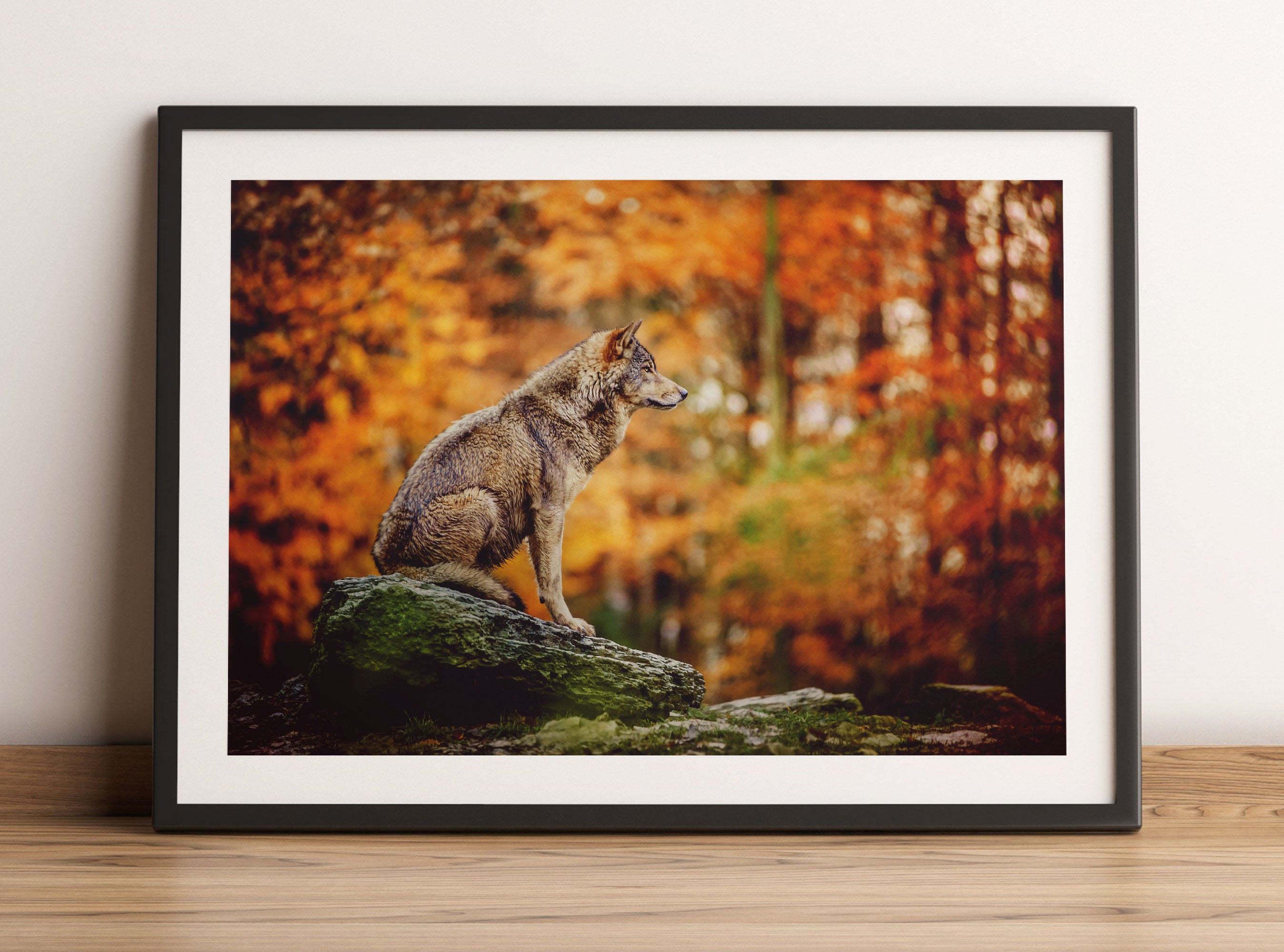 Wolf sitzt auf einem Stein im Herbstwald, Gerahmtes Bild