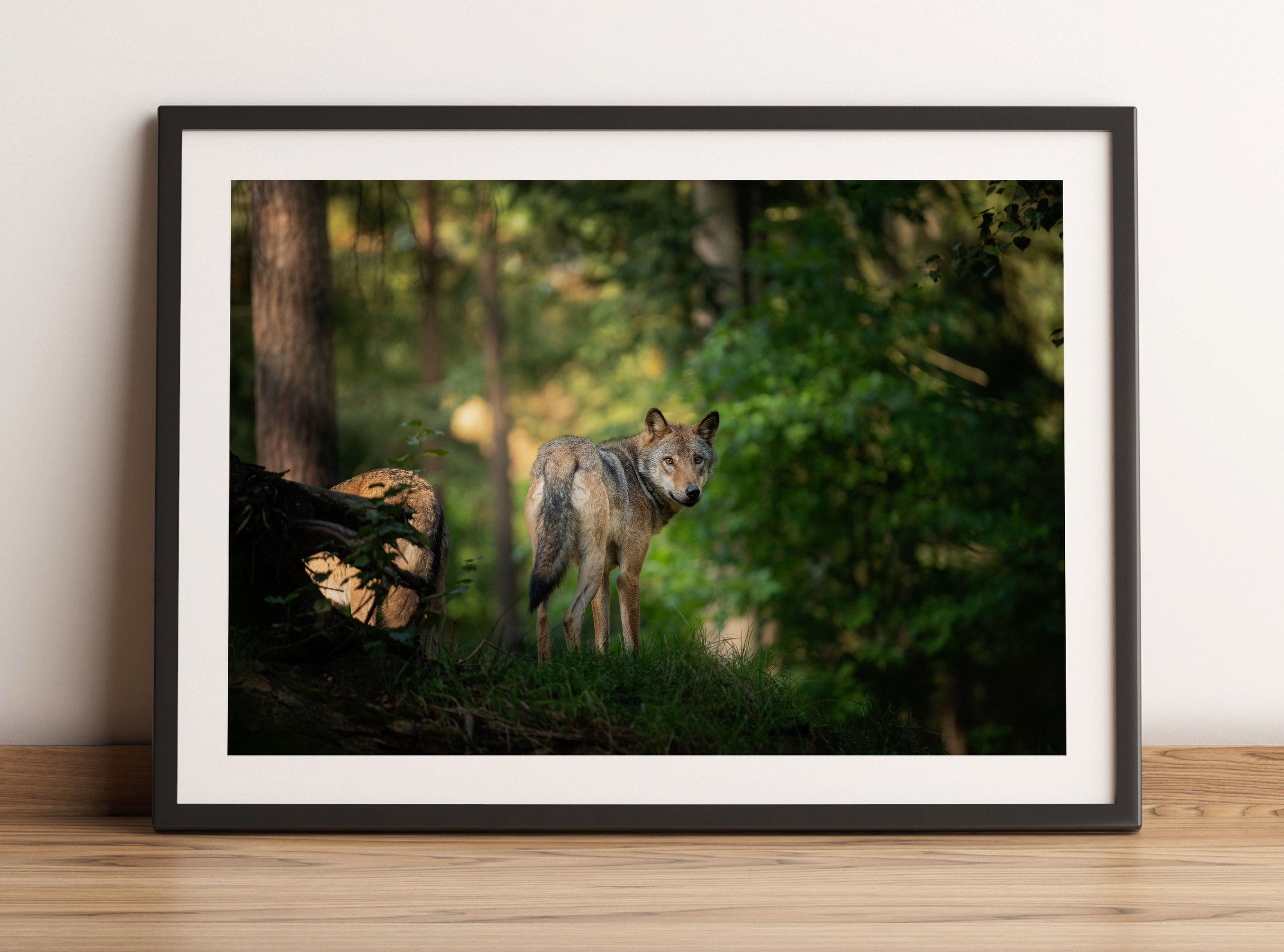 Ängstlicher Wolf im Wald, Gerahmtes Bild