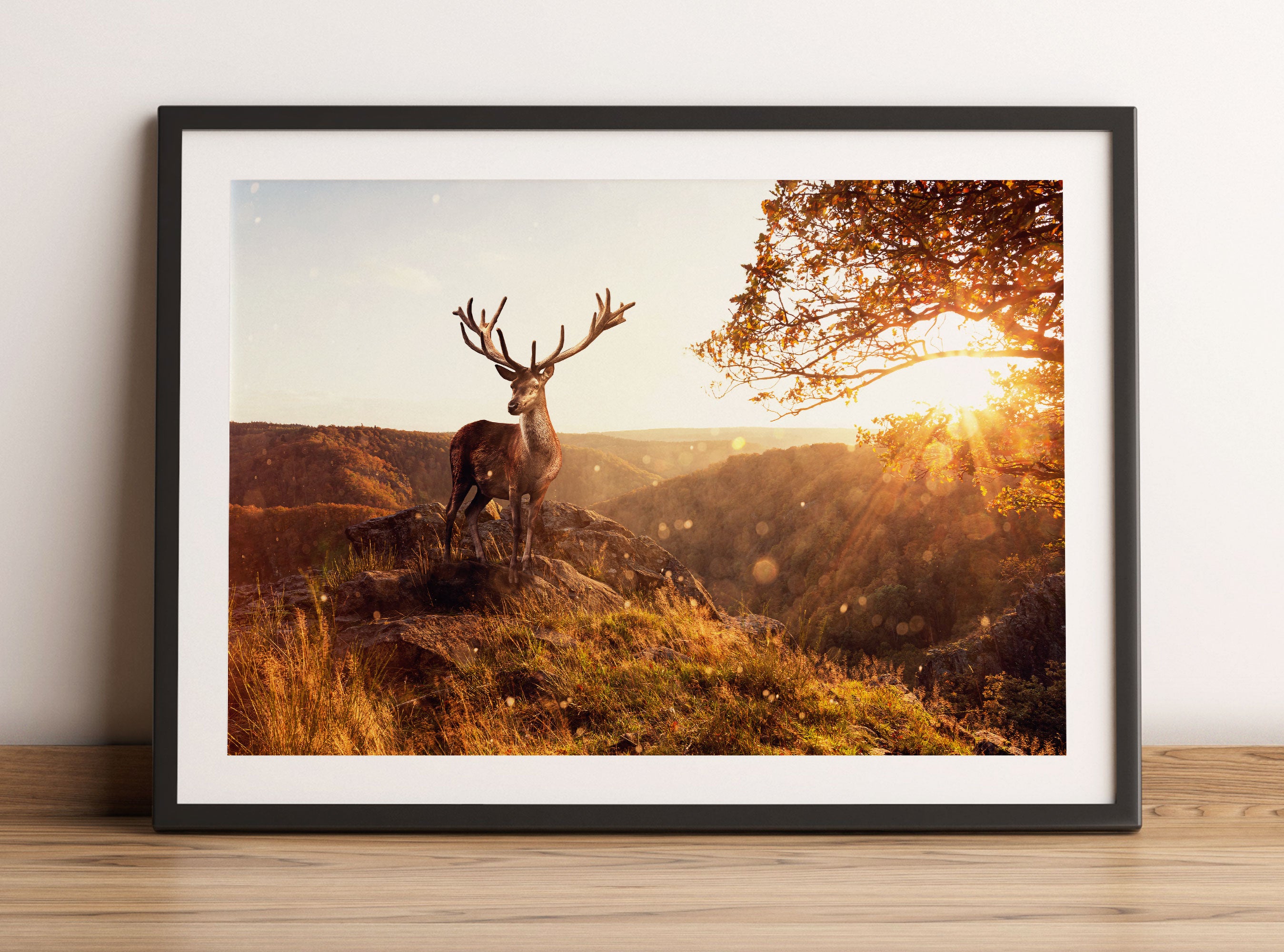 Anmutiger Hirsch bei Sonnenuntergang, Gerahmtes Bild